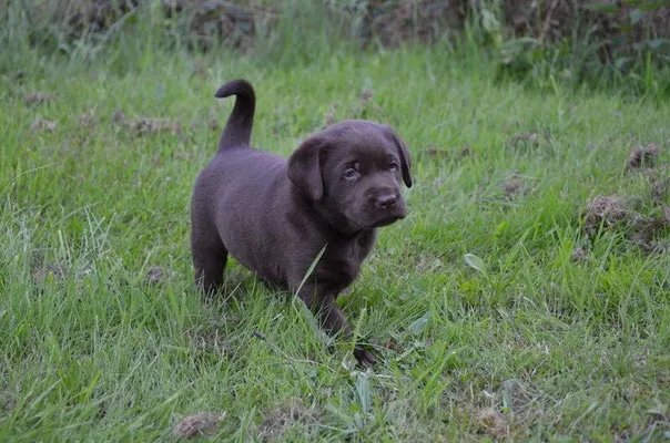 Eine Familie spielt mit einem Labrador Retriever im Garten
