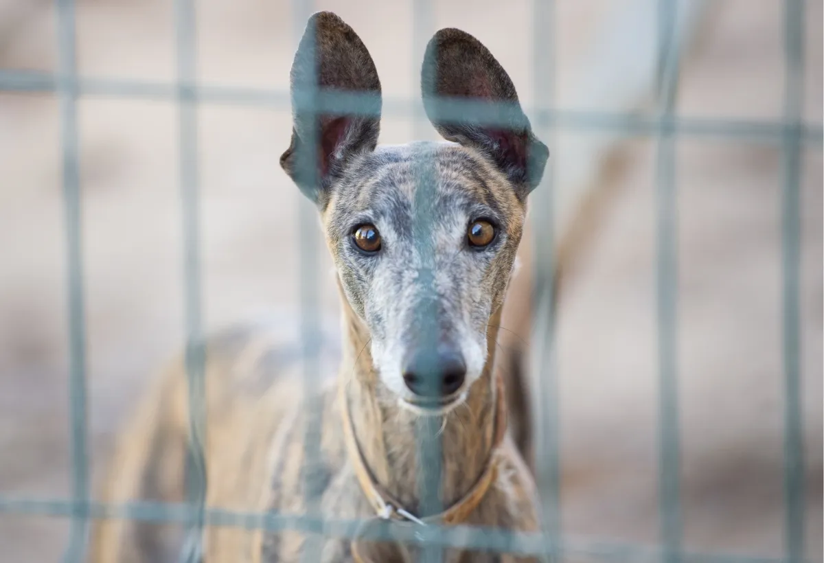 Eine Grafik mit Social-Media-Logos wie WhatsApp und Facebook, die zur Verbreitung der Kampagne „Spaniens Jagdhunde retten“ aufrufen