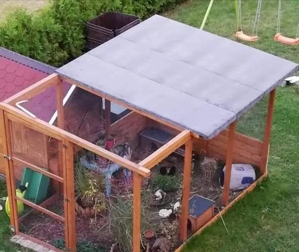 Eine Gruppe Meerschweinchen in einem gut ausgestatteten Freigehege