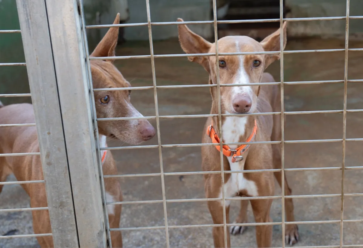 Eine Gruppe Podencos, die oft übersehenen Opfer der Jagdindustrie in Spanien, die an der Seite der Galgos leiden