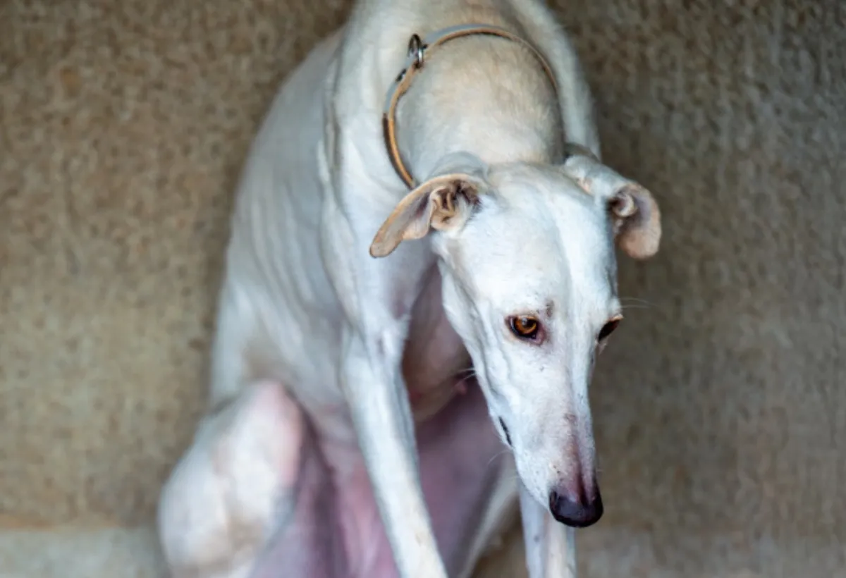 Eine Hand hält ein Plakat mit der Aufschrift „Petition“, das zur Unterschrift aufruft und das Engagement gegen die Ausbeutung von Galgos symbolisiert