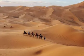 Eine Kamel-Karawane in den goldenen Sanddünen der Erg Chebbi Wüste in Marokko