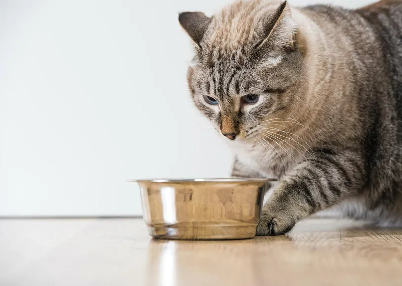 Eine Katze kratzt mit der Pfote auf dem Boden neben ihrem Futternapf, ein Zeichen instinktiven Verhaltens.