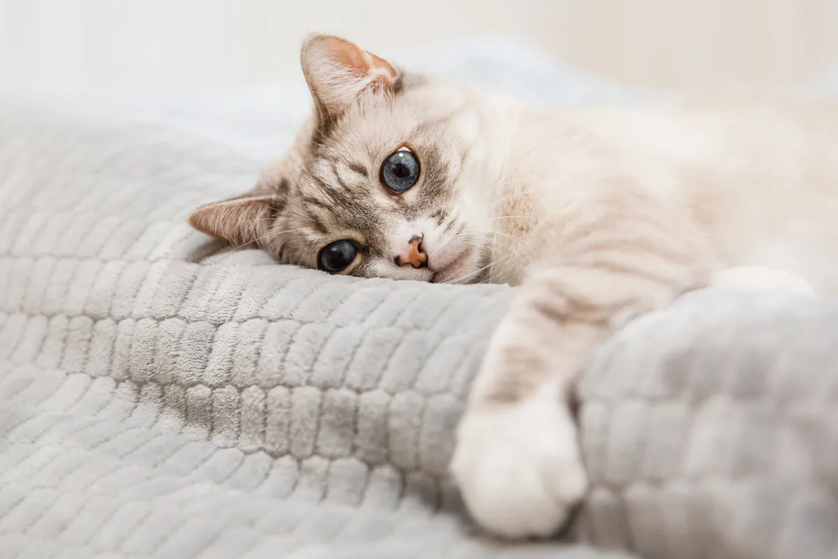 Eine Katze liegt entspannt auf einer selbstheizenden Decke und genießt die Wärme.