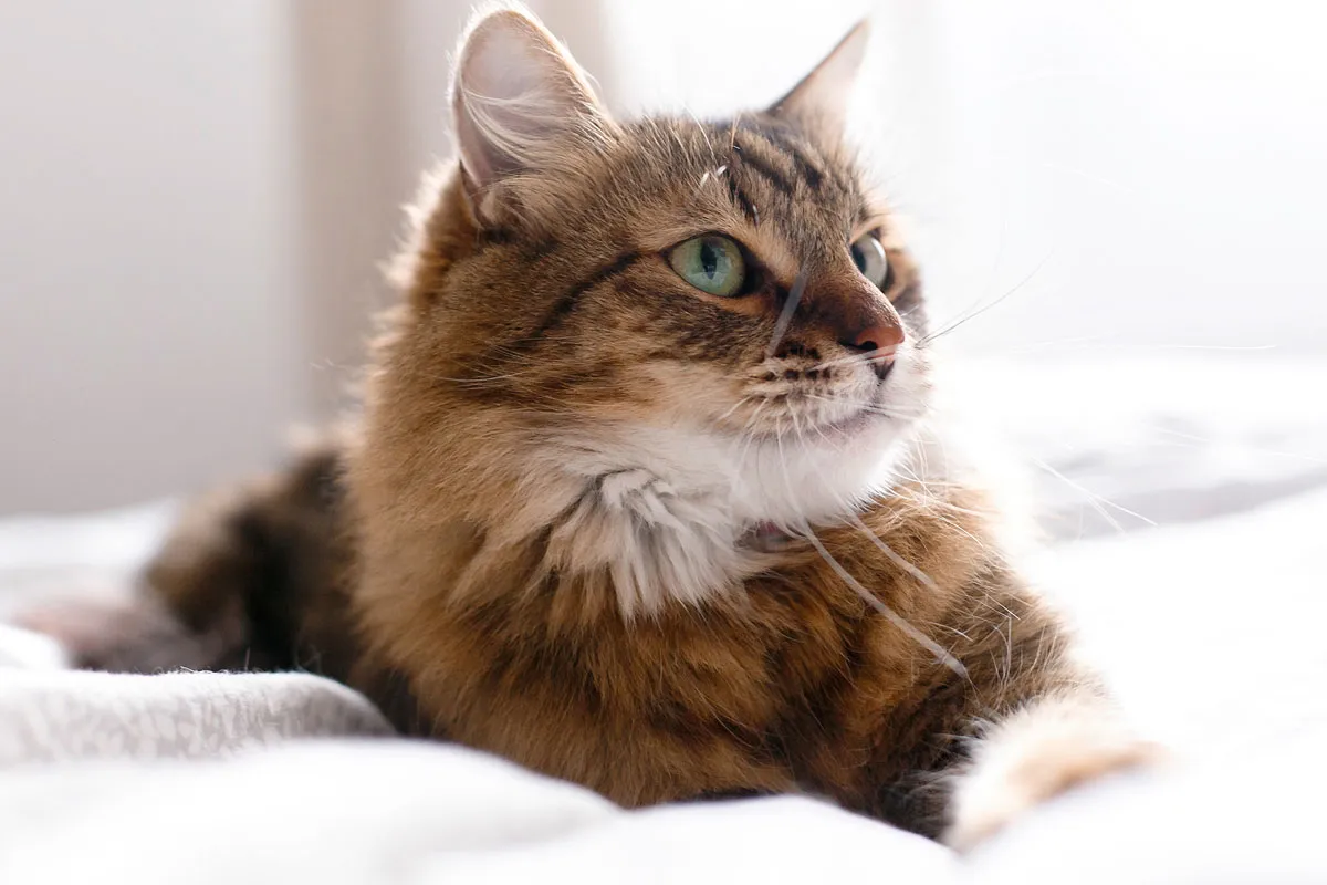 Eine Katze mit durchdringendem Blick, die ihren Status als unangefochtener Champion untermauert