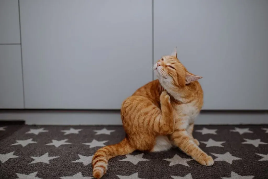 Eine Katze mit Juckreiz, die sich kratzt