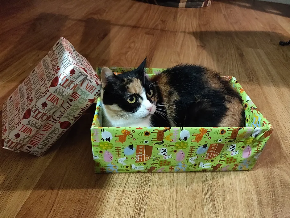 Eine Katze sitzt entspannt in einem Karton, der als Weihnachtsgeschenk getarnt ist.