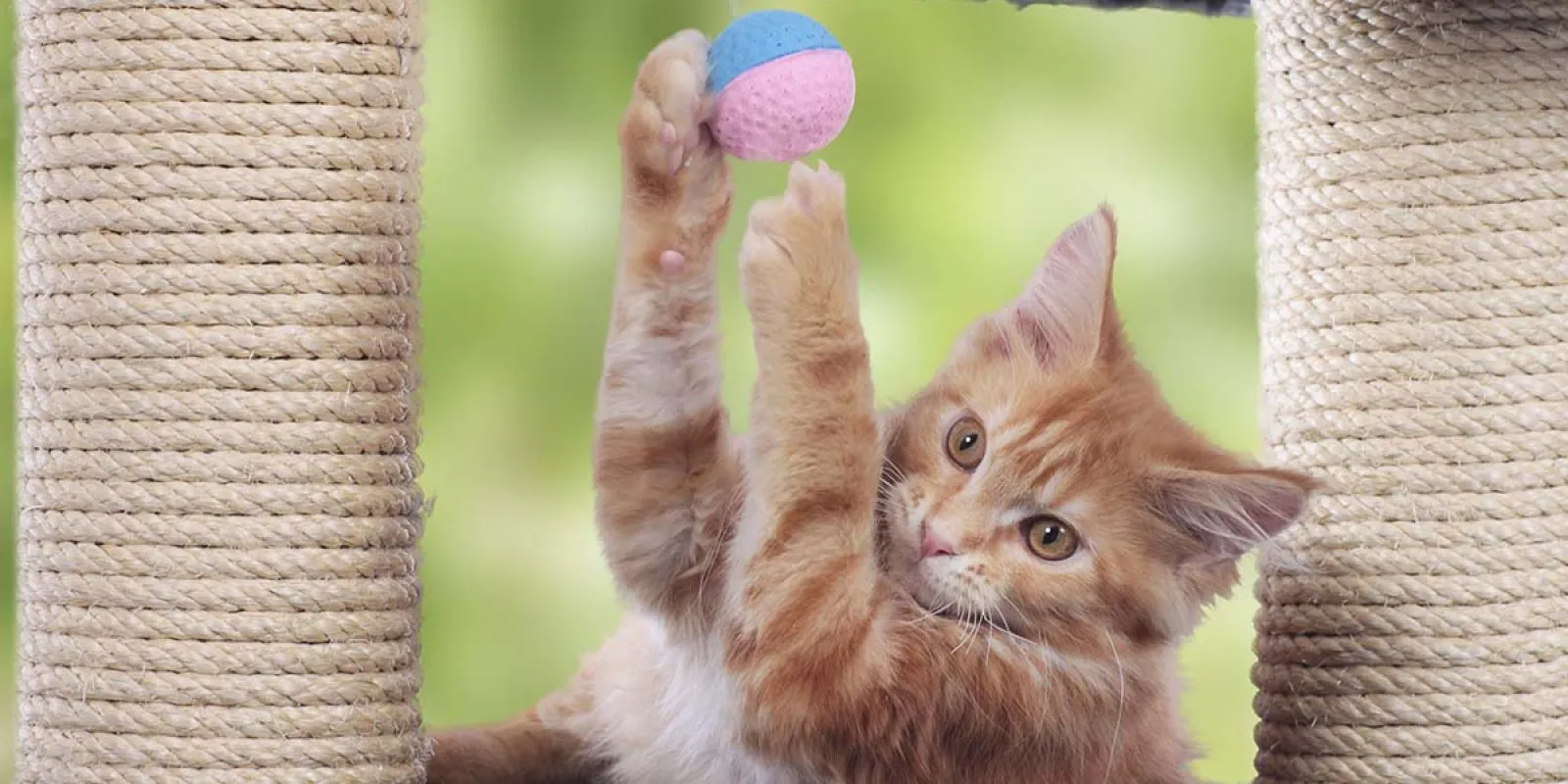 Eine Katze spielt auf einem großen Kratzbaum.