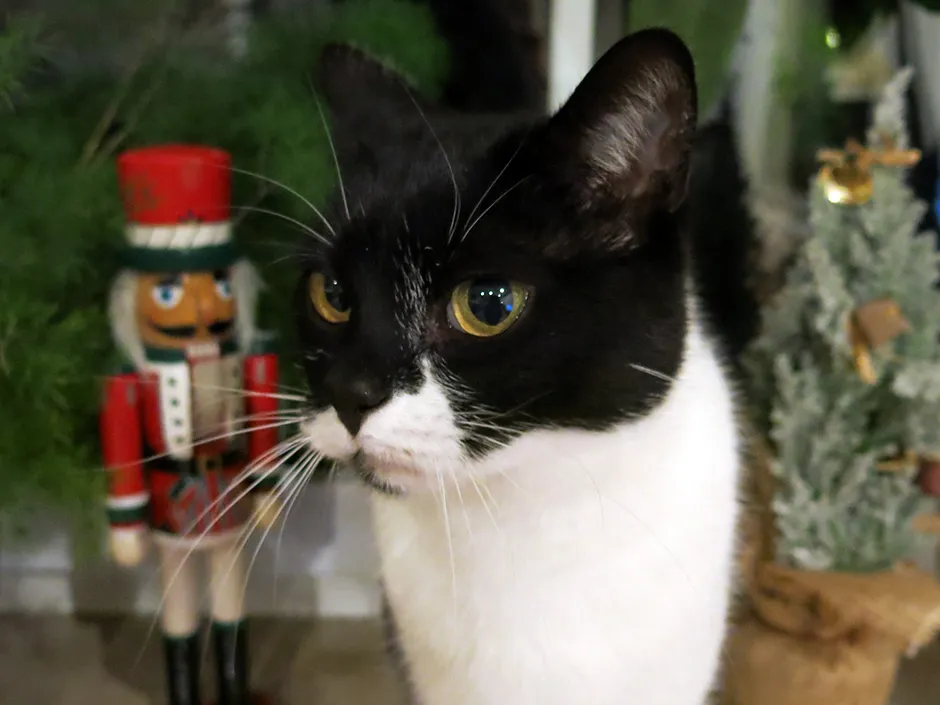 Eine Katze steht neugierig neben einem Weihnachtsbaumschmuck.