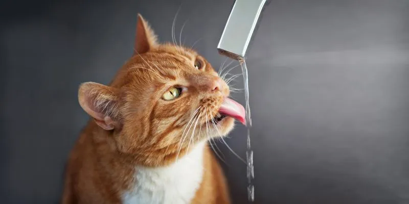 Eine Katze trinkt Wasser aus einer Schale