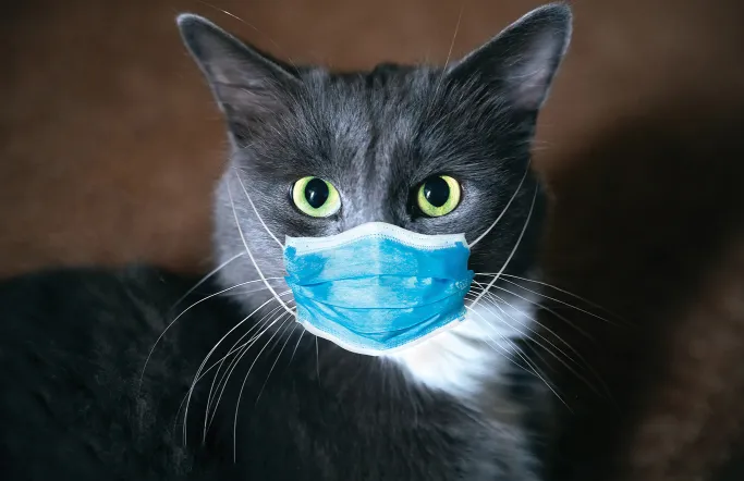 Eine Katze wird von einer Person mit Mundschutz gestreichelt, symbolisierend den verantwortungsvollen Umgang mit Haustieren während einer Quarantäne oder bei Krankheit des Besitzers.