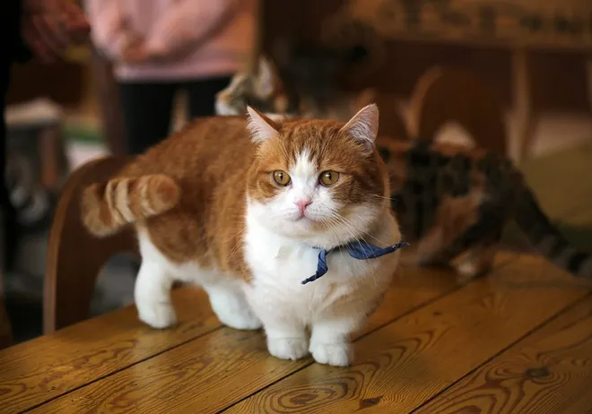 Eine kleine Munchkin Katze mit ihren charakteristisch kurzen Beinen und hellem Fell, die neugierig auf einem Holztisch sitzt und ihren charmanten, zwergenhaften Look zeigt.