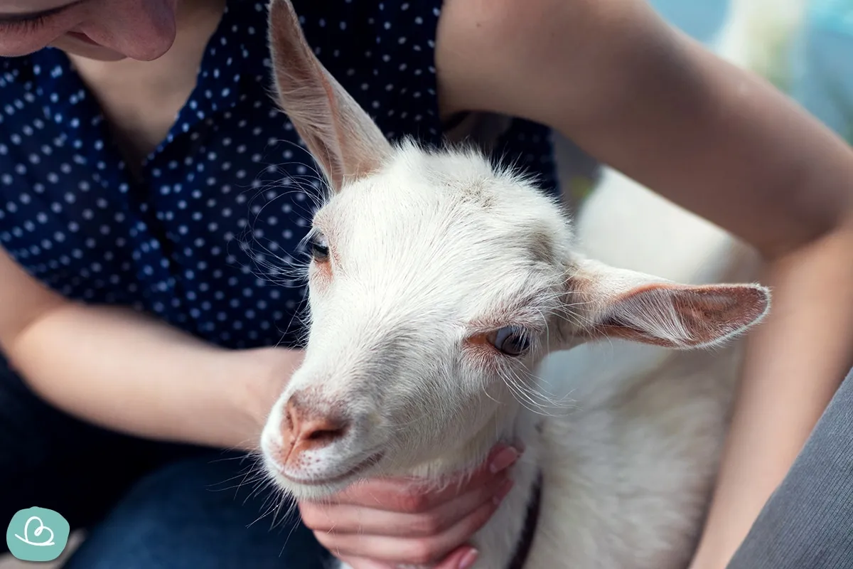 Eine kleine, weiße Zwergziege steht auf einer Wiese, ein zutrauliches und süßes Haustier zum Kuscheln für Besitzer mit viel Freilauf.