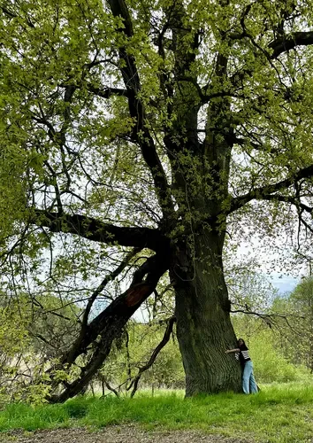 Eine majestätische, etwa 500 Jahre alte Eiche im Park