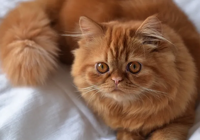 Eine majestätische Perserkatze mit ihrem langen, dichten, roten Fell, die entspannt auf einer Decke liegt und den luxuriösen und süßen Ausdruck dieser sanftmütigen Rasse zeigt.