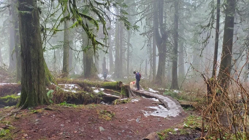 Eine malerische Holzbrücke führt über einen Bach in einem deutschen Wald, symbolisch für die Verbindung mit der Natur