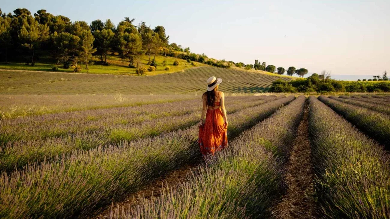 Eine malerische Landschaft in der Provence, Südfrankreich, mit blühenden Lavendelfeldern.