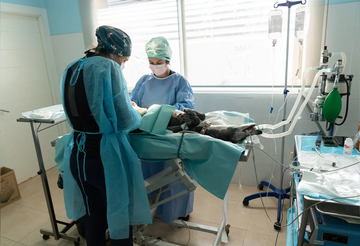 Eine Nahaufnahme eines Galgos, der bei einer Tierarztuntersuchung ruhig gehalten wird, zeigt die Notwendigkeit medizinischer Versorgung