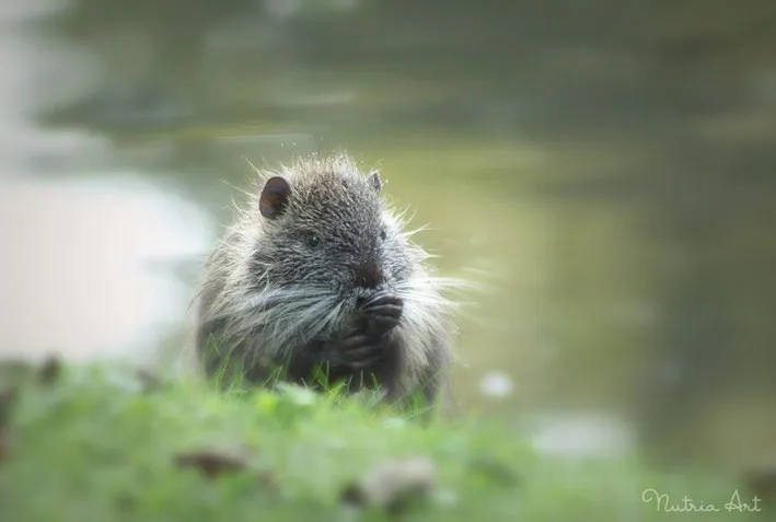 Eine Nutria blickt neugierig in die Kamera