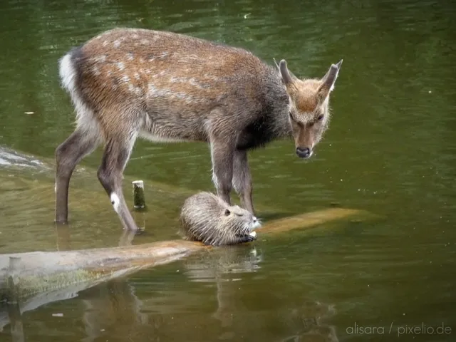 Eine Nutria in Interaktion mit anderen Tieren