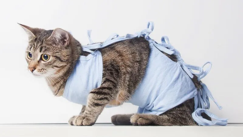 Eine orangefarbene Kurzhaarkatze liegt entspannt auf einem Kissen und blickt neugierig in die Kamera, stellvertretend für das Thema Katzensterilisation.