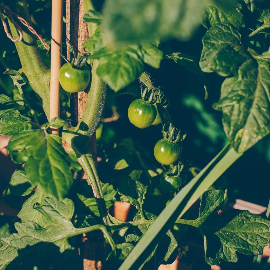 Eine Patisson-Kürbispflanze mit ihren charakteristischen Früchten im Garten