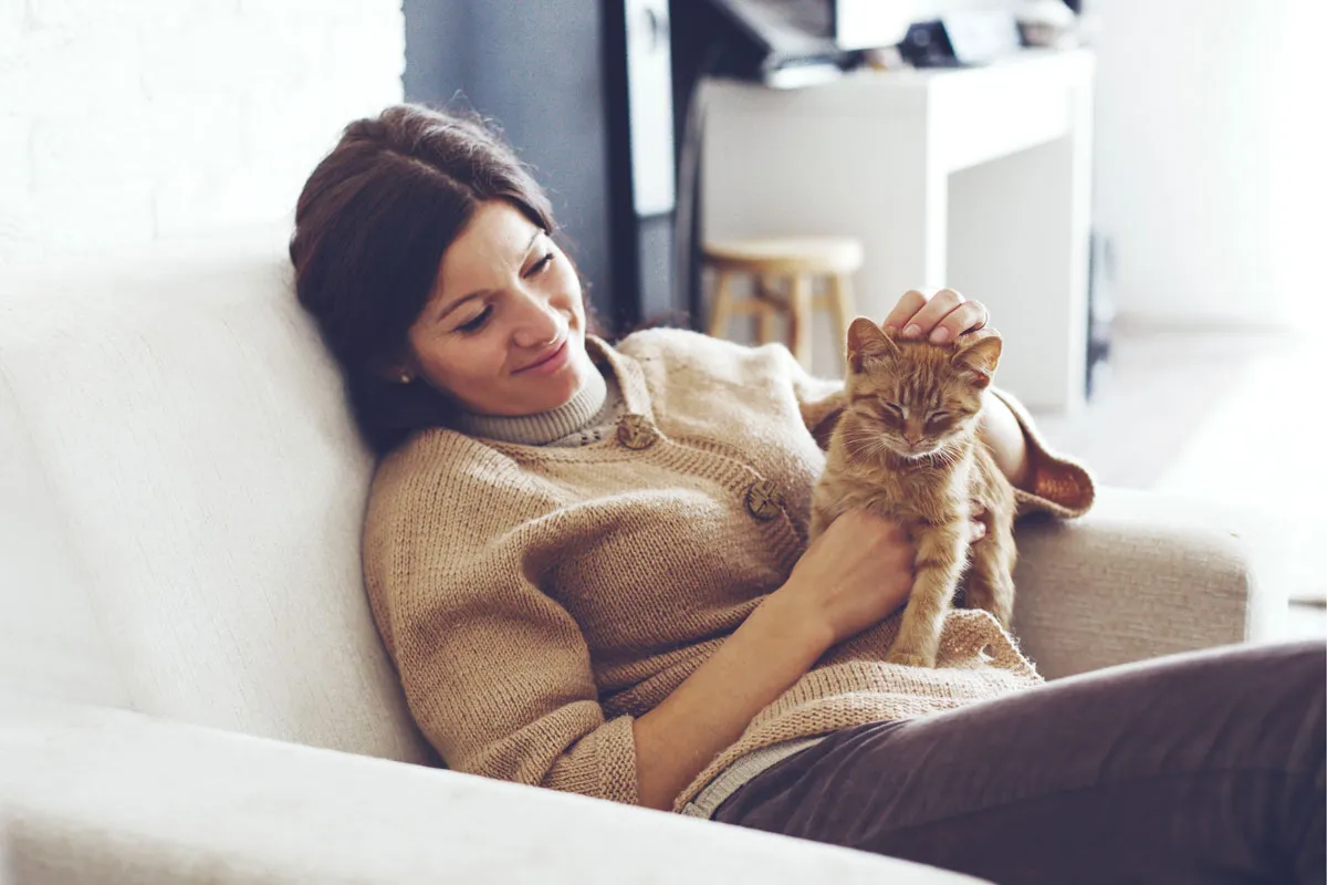 Eine Person streichelt eine Katze, während eine andere Katze zuschaut.