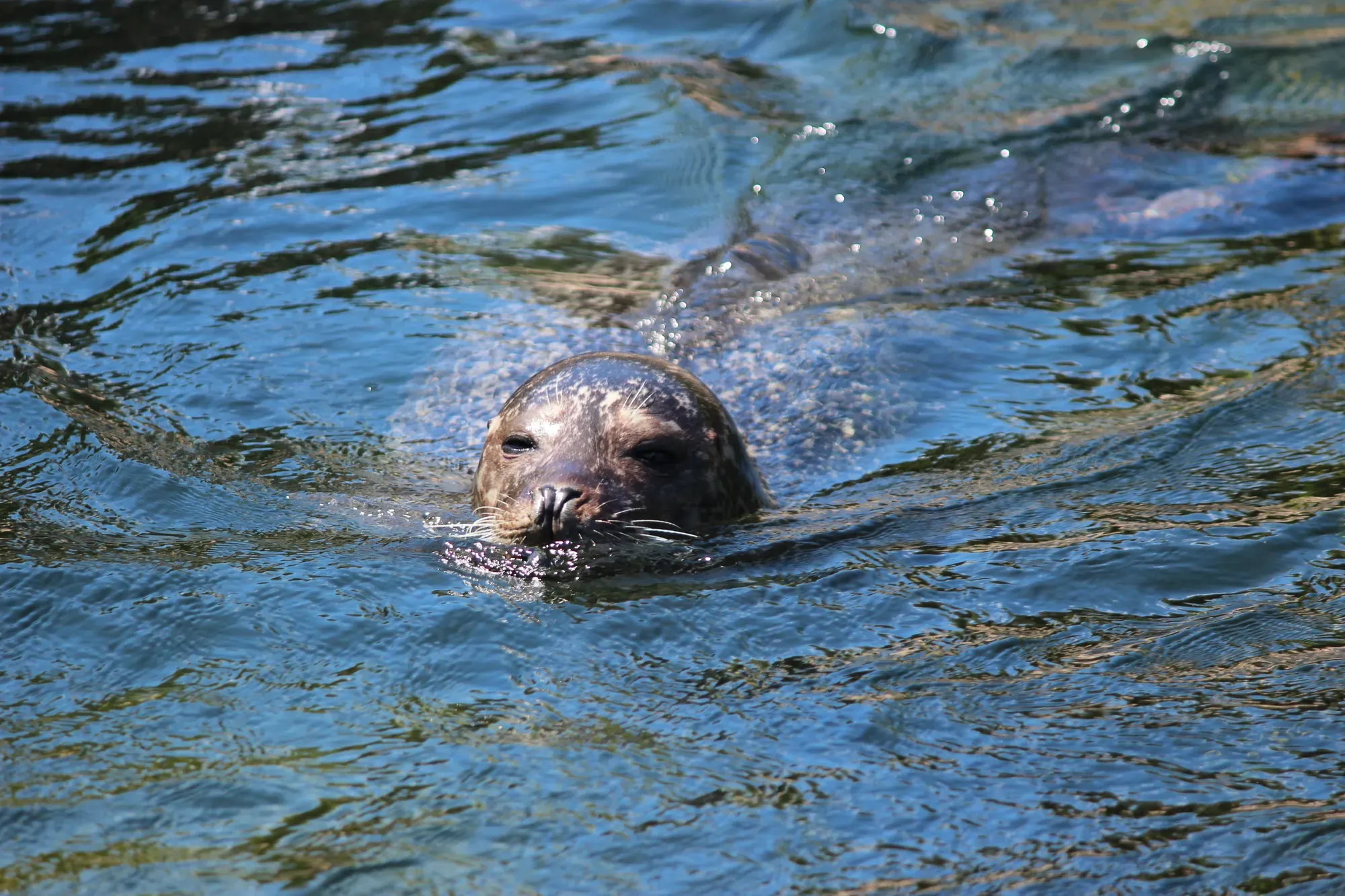 Eine Robbe schwimmt im klaren Wasser des Nationalparks Oosterschelde in Zeeland.
