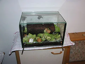 Eine ruhende Schnecke auf einem Blatt im Terrarium, exemplarisch für träge Schnecken aufgrund mangelnder Belüftung.