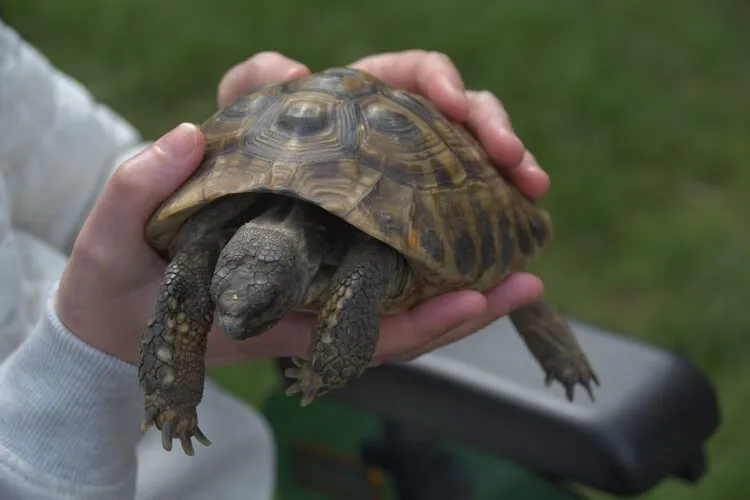 Eine Schildkröte genießt die Sonne in ihrem Gehege