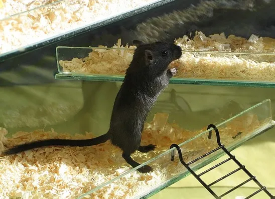 Eine schwarze Rennmaus, die ihren Lebensraum in unterirdischen Gängen gestaltet.