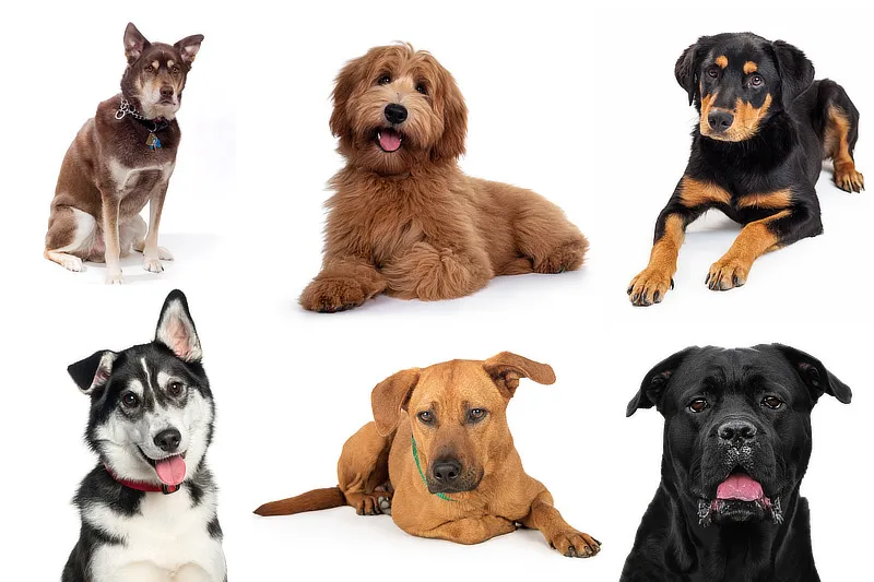 Eine Übersichtstafel zeigt verschiedene Labrador-Mischling-Arten mit ihren unterschiedlichen Merkmalen