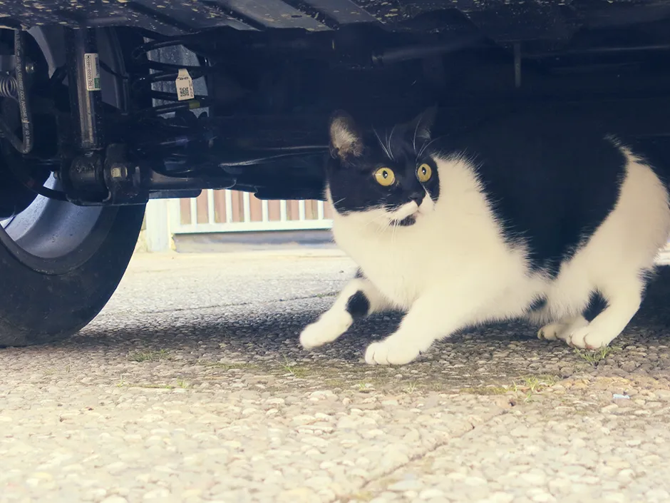 Eine vermisste Katze, die sich unter einem Auto versteckt, verdeutlicht die Herausforderungen bei der eigenen Suche nach entlaufenen Tieren.