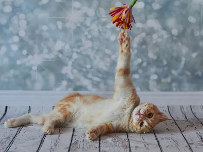 Eine verspielte American Bobtail Katze mit ihrem charakteristischen kurzen Stummelschwanz und ausdrucksstarkem Gesicht, die ihre entspannte und liebevolle Natur beim Spiel zeigt.