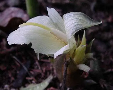 Eine violette Myoga-Blüte in ihrer natürlichen Umgebung