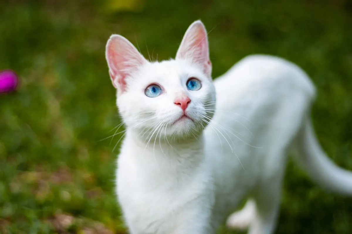 Eine weiße Katze mit strahlend blauen Augen sitzt auf einem Kissen. Ihr Blick ist aufmerksam und sie scheint neugierig auf ihre Umgebung zu sein.