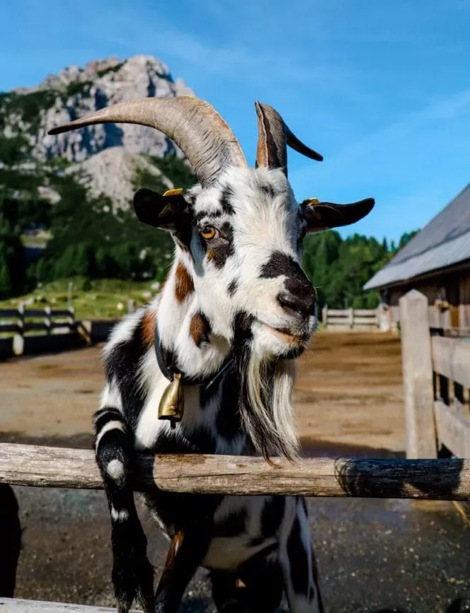 Eine Ziege am Nassfeld in Kärnten, die die natürliche Schönheit der Berglandschaft hervorhebt.