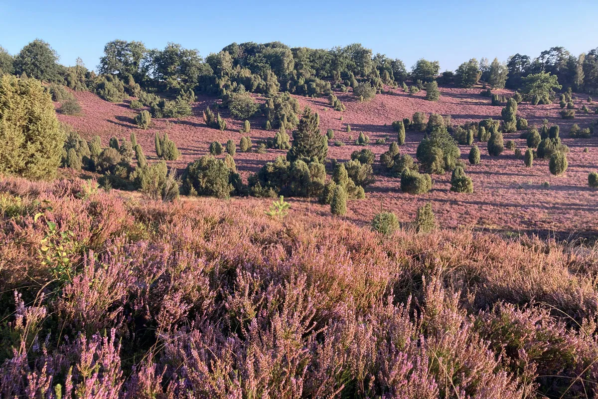Einer der schönsten Orte in der Lüneburger Heide: der Totengrund zur Heideblüte