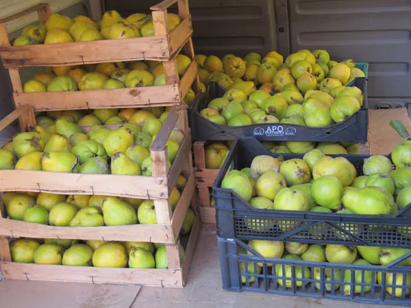 Eingekaufte Quitten bereit zur Verarbeitung für hochwertigen Quittensaft