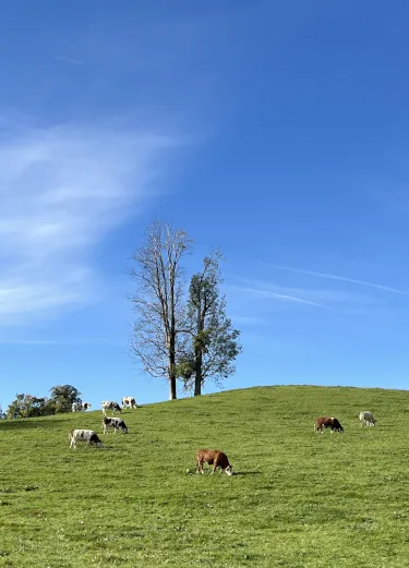 Einladende Szene in Gmund mit traditionellen Häusern und blauem Himmel