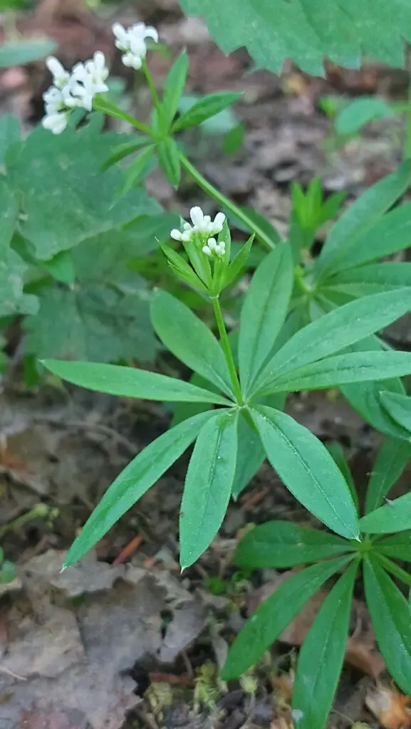 Einzelne Waldmeisterpflanze im Buchenwald