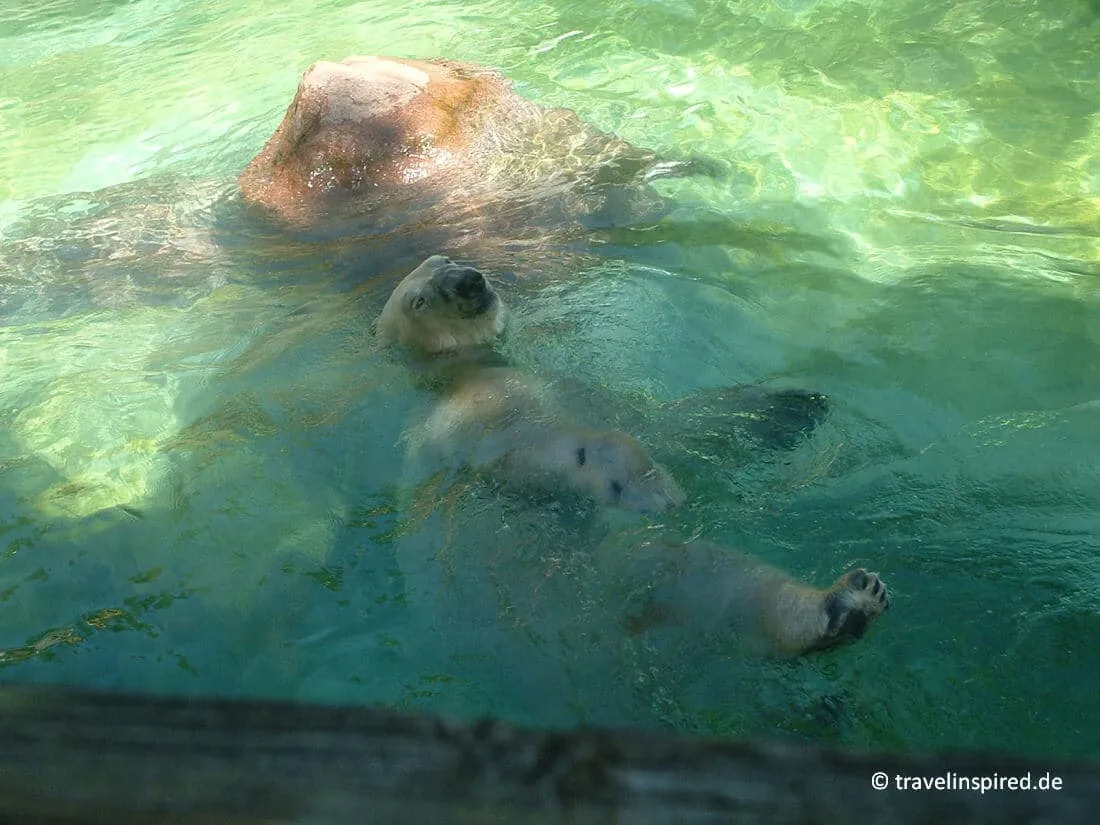 Eisbär im Tierpark Neumünster