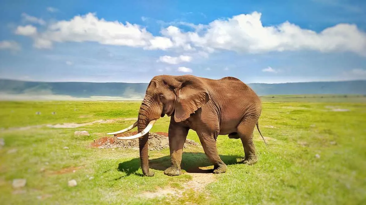 Elefanten auf Safari im Ngorongoro-Krater, Tansania