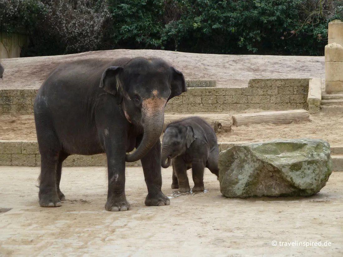 Elefanten im Zoo Hannover, ein beliebtes Ziel für Norddeutschland Unternehmungen mit Kindern