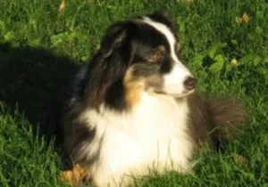 Eleganter Standard Australian Shepherd im Black Tri-Farbschlag