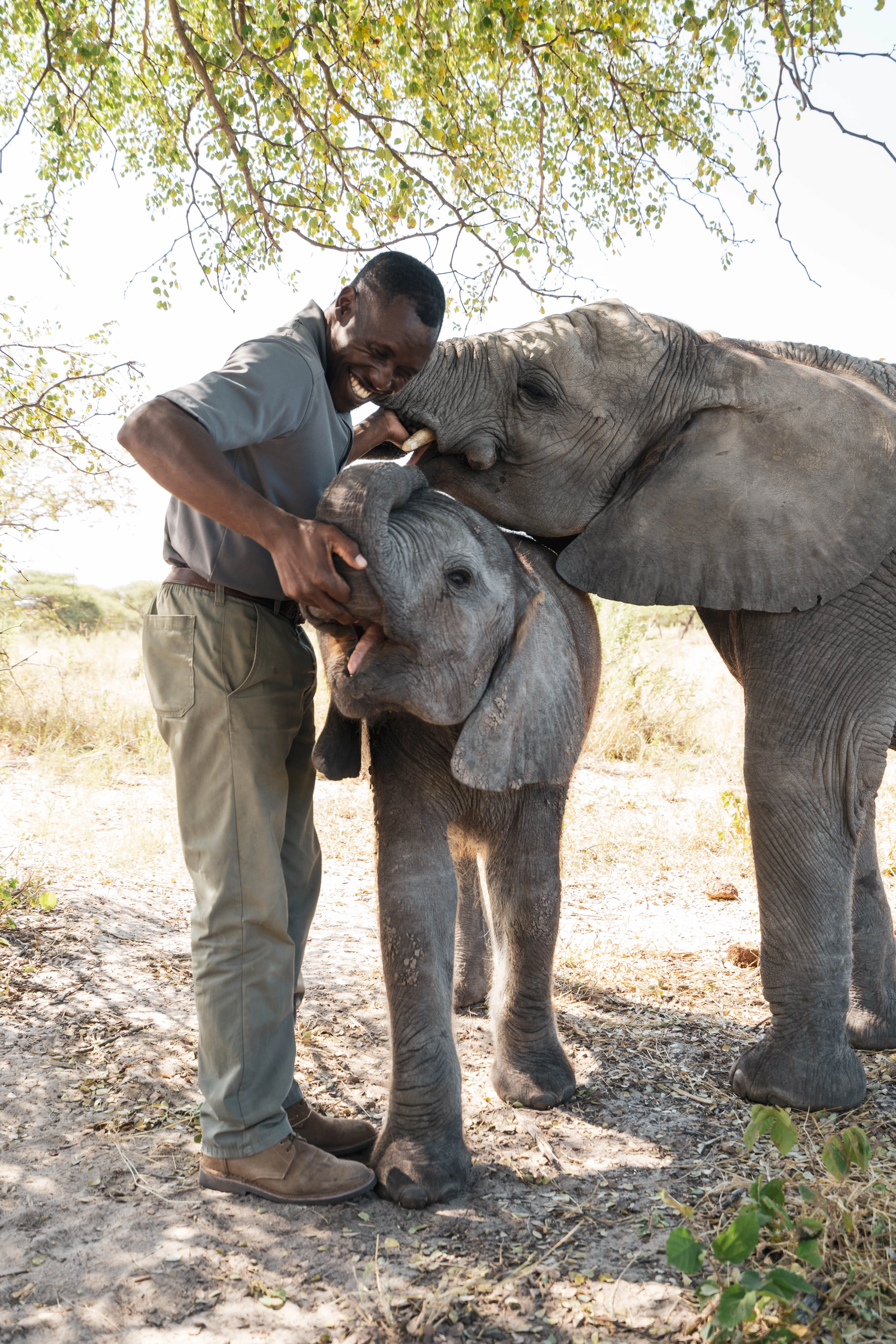Elephant Haven in Botswana