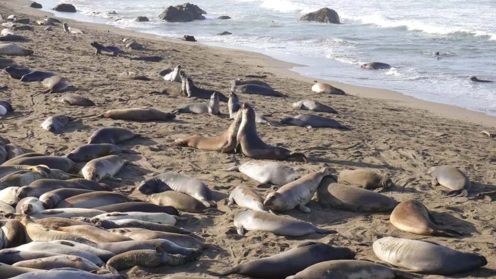 Elephant Seal Rookery bei San Simeon