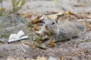 Englisch Wörterbuch anlegen