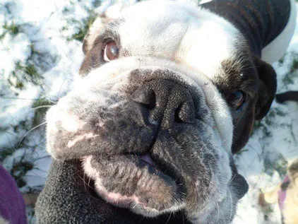Englische Bulldogge