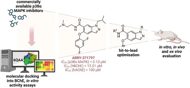 Entdeckung und Optimierung von ARRY-371797